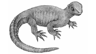 Illustration for article titled 8 Scientific Discoveries That Prove Evolution is Real